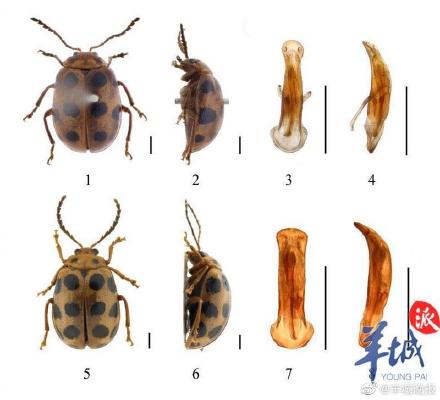 廣州海珠國家溼地公園發現昆蟲新物種