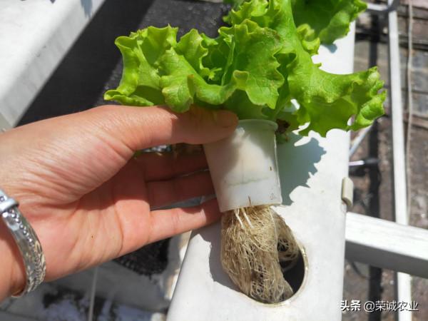 忽視這1點，無土栽培賠錢沒商量