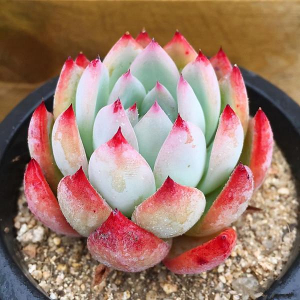 100種常見多肉圖鑑，比花還美，你認識幾種？