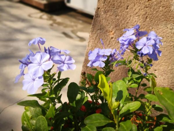 花草世界（藍雪花）