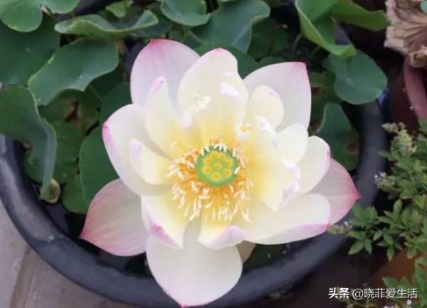 8種“喜水花”，不怕澆死了，越澆水長得越旺，手不勤養不活