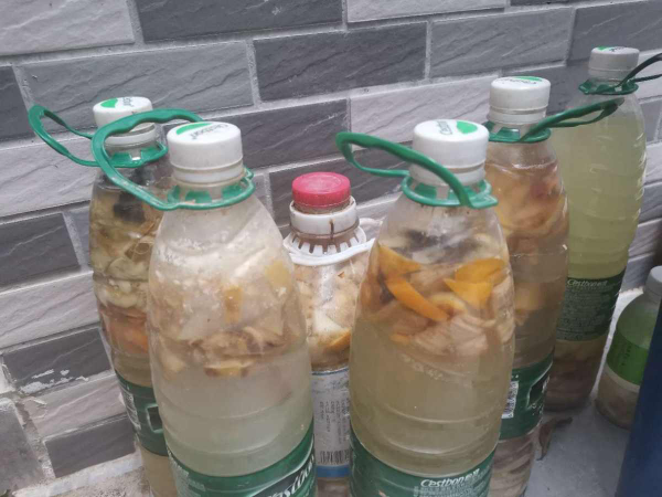 換盆舊土加點“廢料”，不花錢土肥的流油，花呼呼爆盆