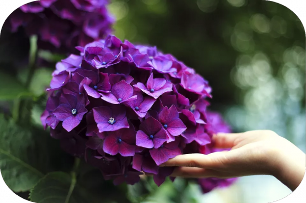 2塊錢，奪走了我家貓的命