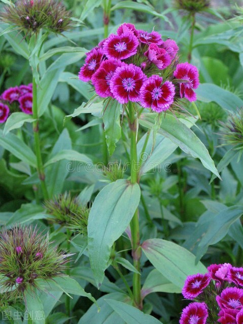 分享五彩石竹花 分享五彩石竹花