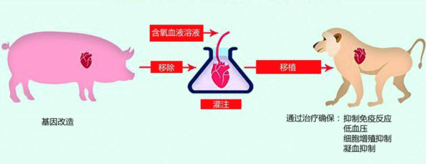 1984年,美國母親為給初生女兒續命,冒險移植狒狒心臟,最後怎樣了? 1984年,美國母親為給初生女兒續命,冒險移植狒狒心臟,最後怎樣了?