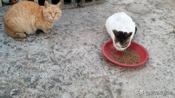 餵了一隻流浪貓，它隔三差五送禮上門，還直接把孩子送給好心人