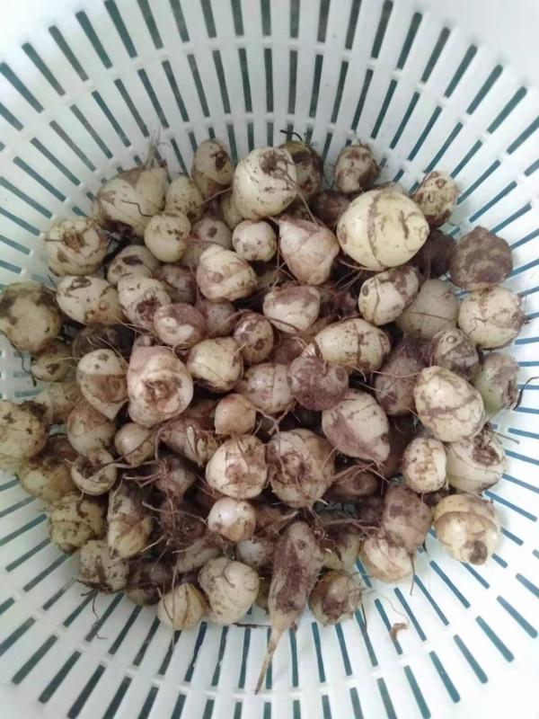 吃雲南野生小白芨的體驗和做法