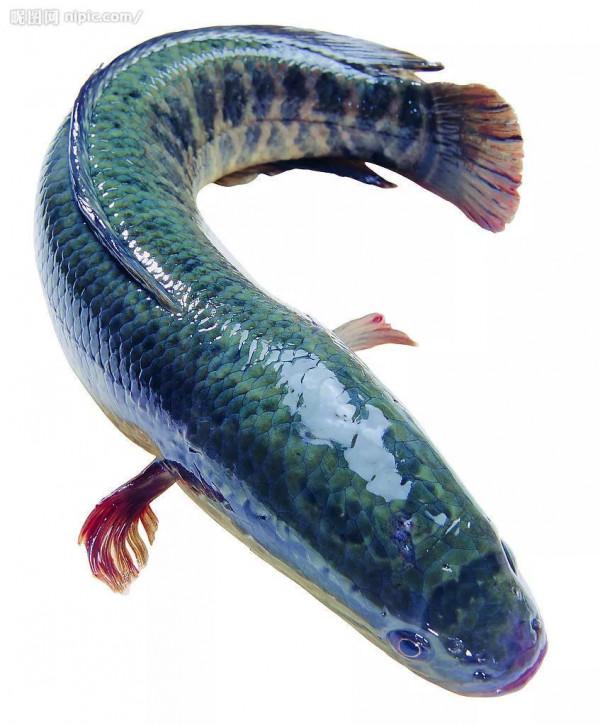 黑魚塘的美麗傳說