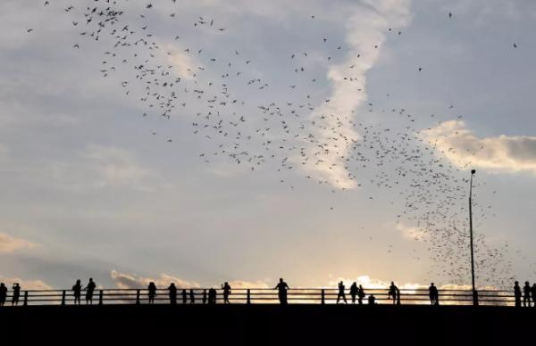 它們是地球上,唯一真正會飛翔的哺乳動物,可是卻不怎麼引人注目 它們是地球上,唯一真正會飛翔的哺乳動物,可是卻不怎麼引人注目