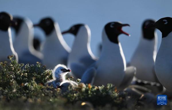 新華全媒+｜榆林是個好地方
