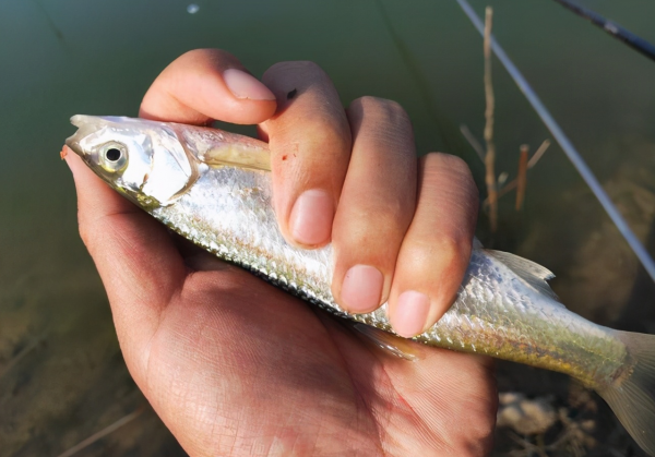 野釣遇雜魚鬧窩，用這個辦法對付它，效果立竿見影