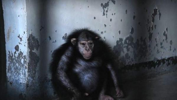 伊朗黑猩猩棄嬰被人類撫養長大，它卻被自己的同類殺死了