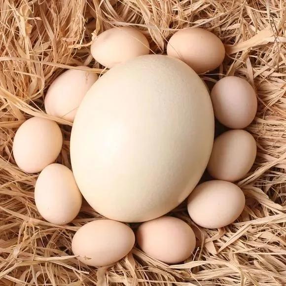 動物的遺憾進化第一期，鴕鳥的腦子比眼睛還小？