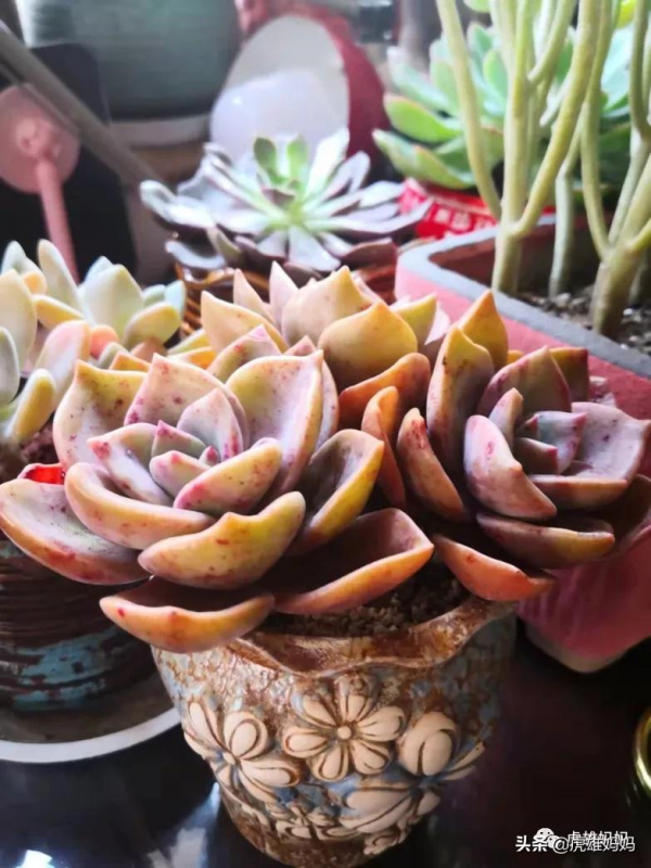 我家雙十一入項的多肉鮮花留影檔案記錄（三）