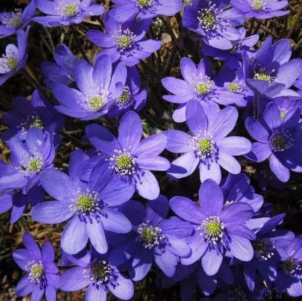 雪割草，漂亮而名貴的花