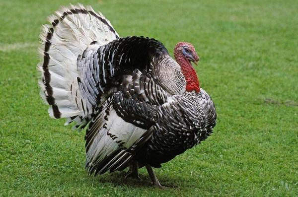 你認為很假，卻是真實存在的故事