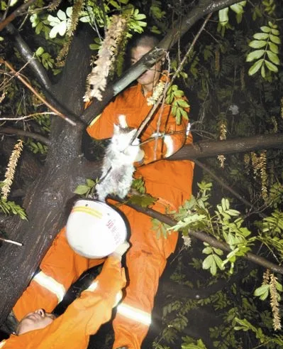 縱然養貓千百種，不養大橘空遺憾 2、和大橘的吻頸之交
