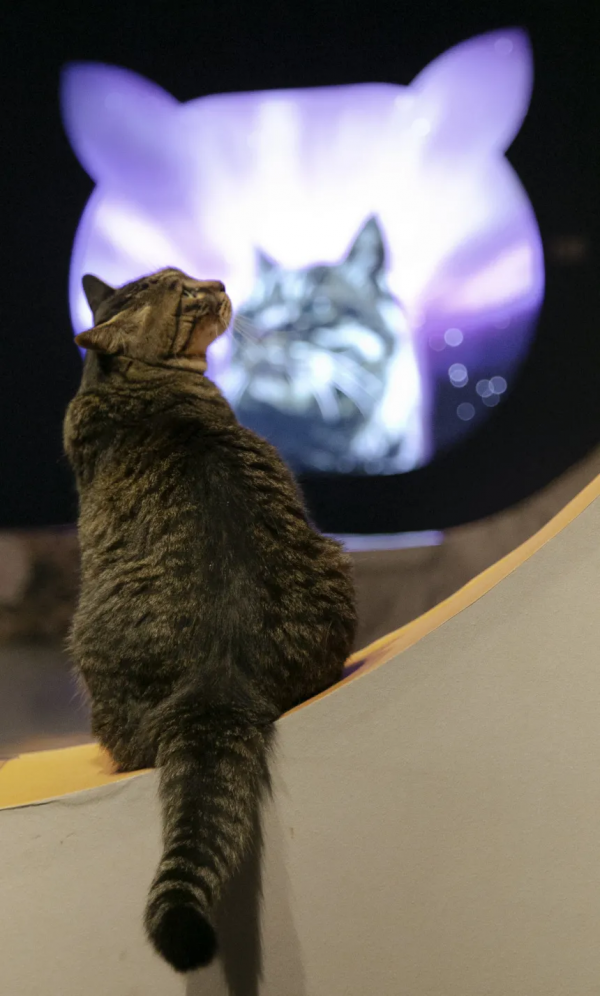 小貓,你好 小貓,你好