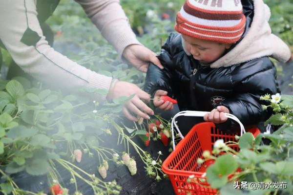 【組圖】草莓：紅果綠葉香滿園