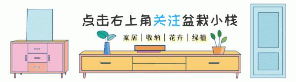 高顏值的4種花,什麼裝修風格都能駕馭,都是客廳盆栽佳品 高顏值的4種花,什麼裝修風格都能駕馭,都是客廳盆栽佳品