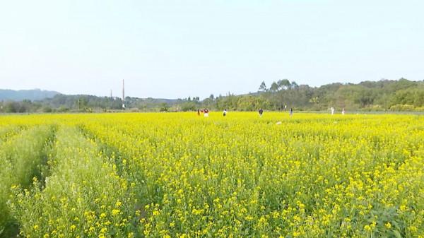 市區近郊大片金燦燦菜心花盛開，成為一道冬日美景
