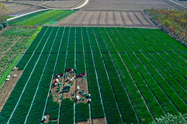 河南光山：小香蔥喜獲豐收