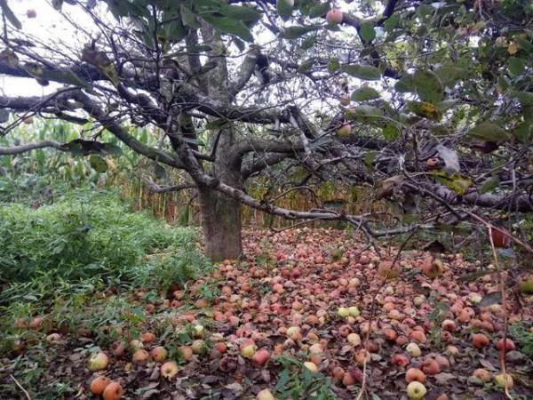 越來越多農民工提前返鄉當農民，大量果樹被砍伐，種地不如打工