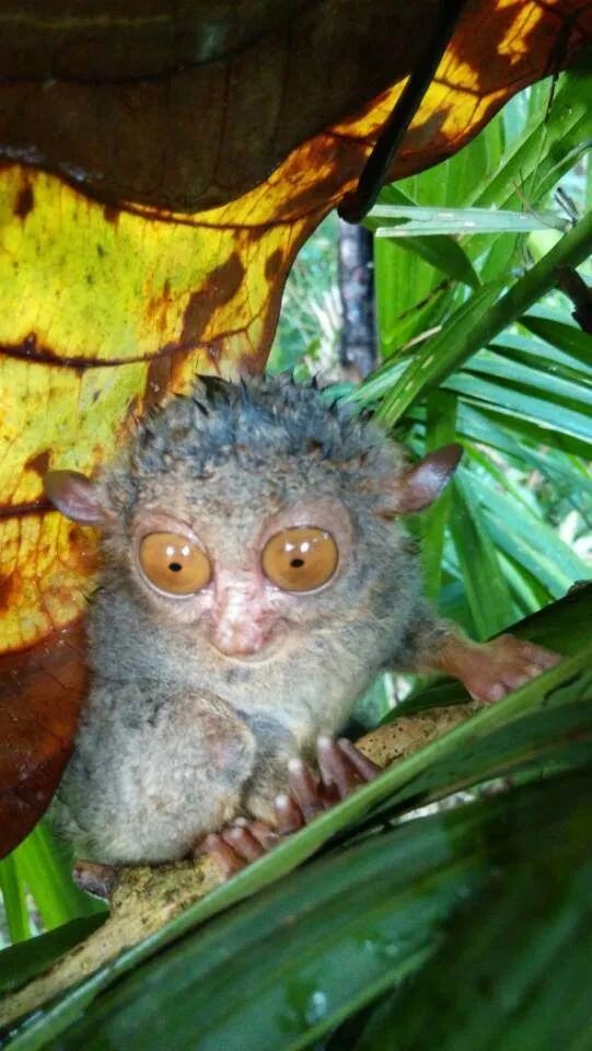 扛著婚紗去旅行之薄荷島篇 扛著婚紗去旅行之薄荷島篇