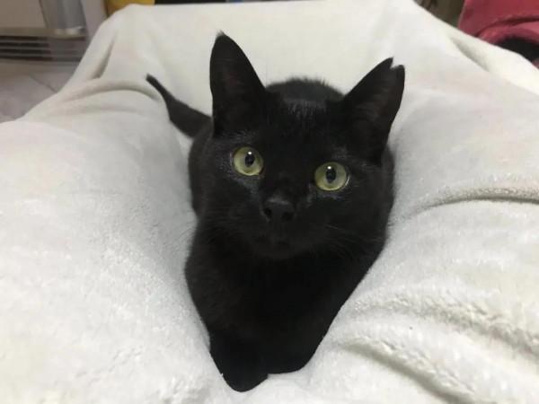 這6種貓最容易“招人嫌”,棄養的人很多 這6種貓最容易“招人嫌”,棄養的人很多