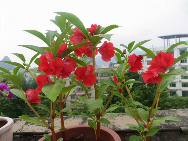 這8種花，專挑冬天開，爆盆猛、顏色豔、好養活，過年必備