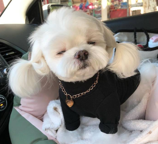 女生初次養狗選什麼好？這7種狗狗都不錯，顏值高