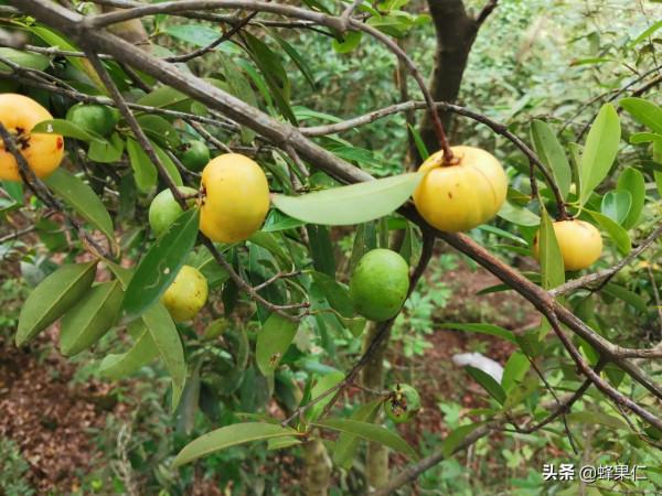 農村這25種能吃的野果都是童年的回憶,現在越來越少你還記得嗎? 農村這25種能吃的野果都是童年的回憶,現在越來越少你還記得嗎?