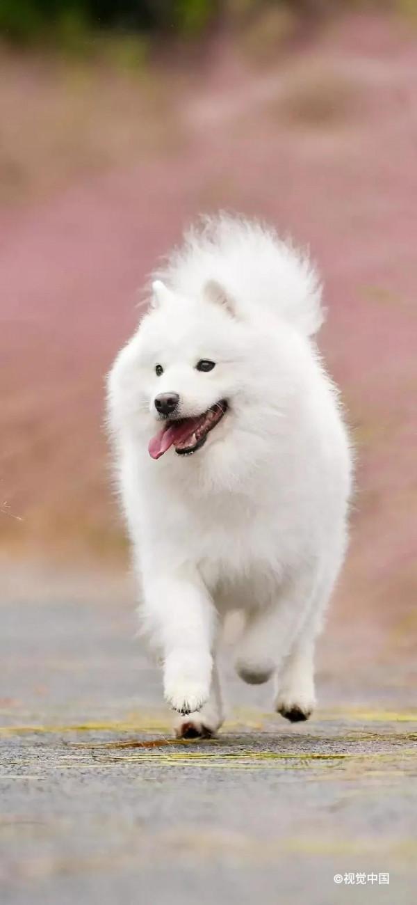 高畫質桌布丨超好看的寵物手機桌布，喜歡小動物的你不要錯過哦