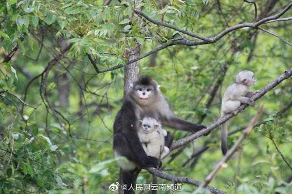 極小種群物種之滇金絲猴 極小種群物種之滇金絲猴