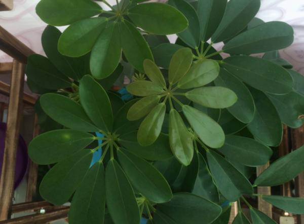 如何照顧好鴨掌木盆栽？抓住這5點，枝葉四季常青，好養又漂亮