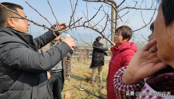 勉縣定軍山林果園有位身殘志堅的聾啞女骨幹