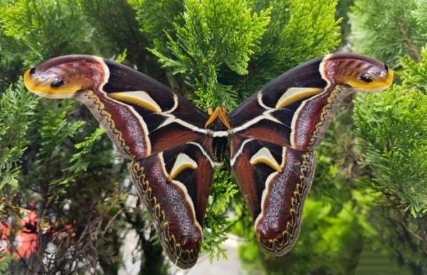 尋找《雲南蟲谷》中的C位生物之神奇動物 你見過嗎？