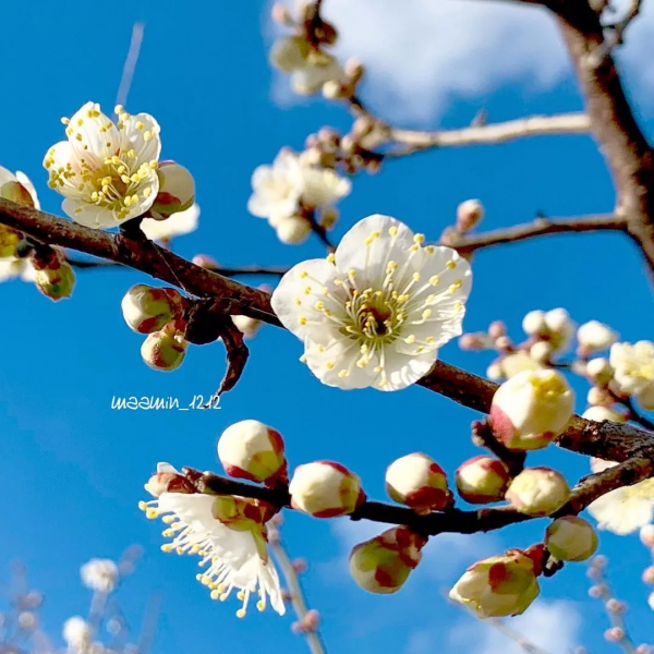 又是一年賞花季