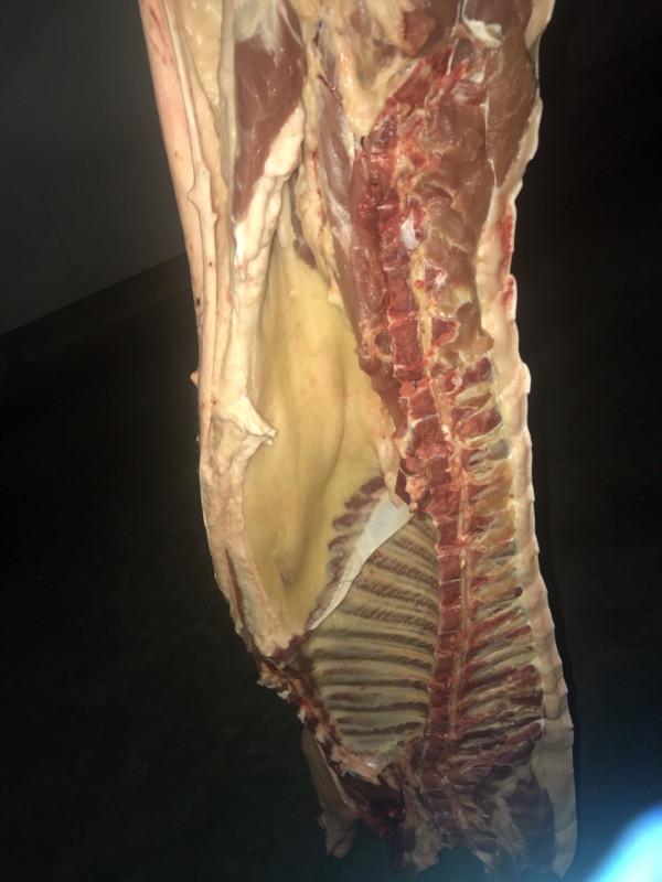 說說屠宰場的故事——黃膘豬