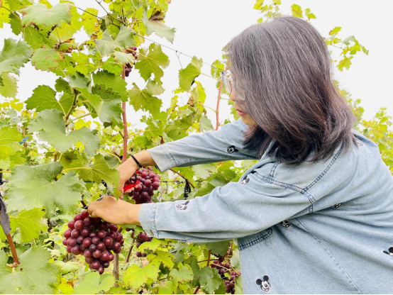 問到何時葡萄先熟透?你已無需再靜候,豐收月份來這裡…… 問到何時葡萄先熟透?你已無需再靜候,豐收月份來這裡……