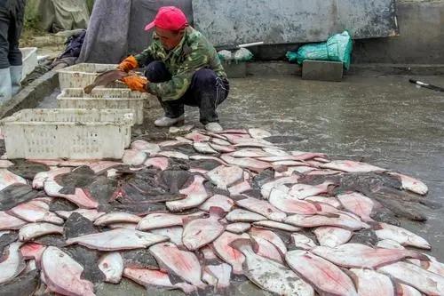 請停止食用這4種魚,可能含有甲醛和重金屬,魚販子丟掉也不吃 請停止食用這4種魚,可能含有甲醛和重金屬,魚販子丟掉也不吃