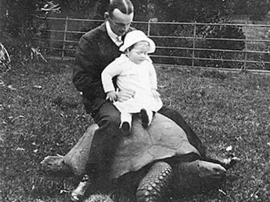 神龜雖壽，猜猜看到底有多壽