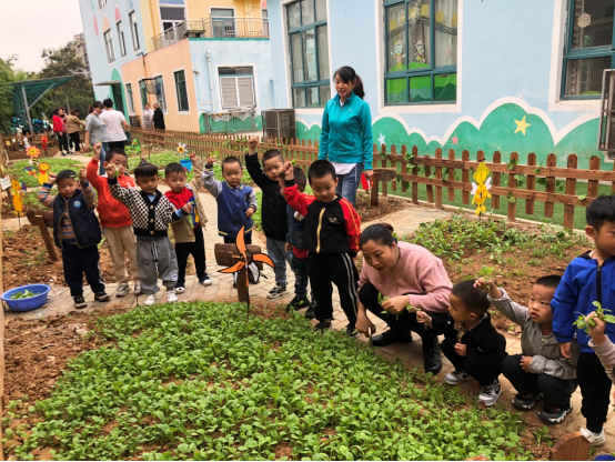 幸福花園幼兒園開展了“親近自然，快樂收菜”活動