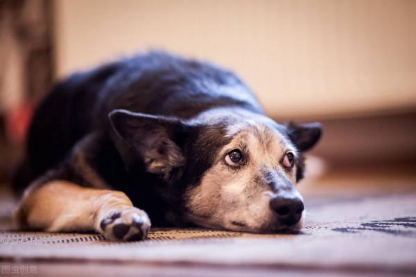 關於90後生肖年齡表