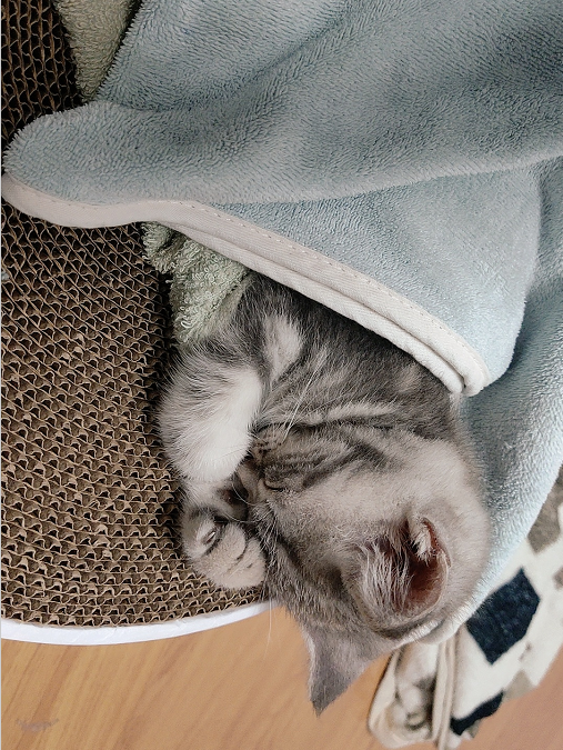 我和貓咪的相遇結緣，就像是一場奇妙的際遇，攜手同行