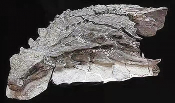 恐龍博物館之小型植食恐龍：北方盾龍“最後的晚餐”吃了什麼？