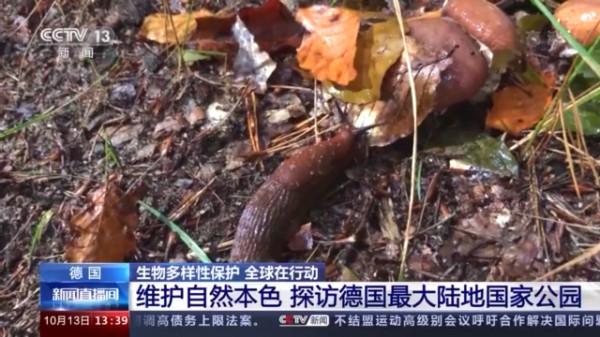 維護自然本色 探訪德國最大陸地國家公園