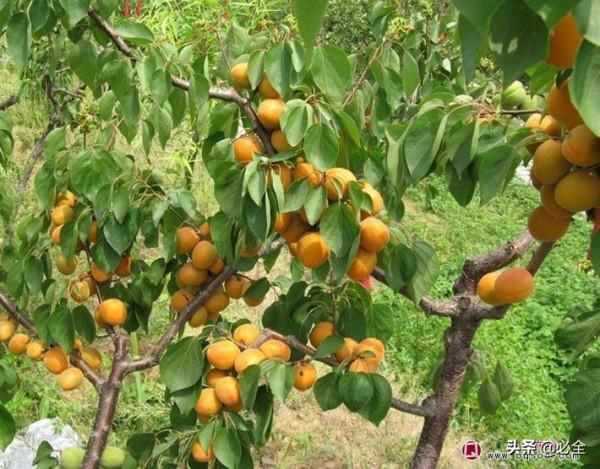 計劃到2025年，經濟林種植面積達6&period;5億畝