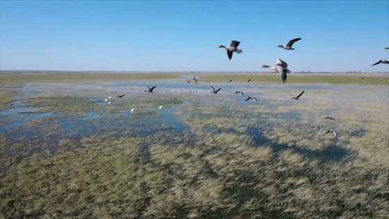 壯觀!江西迎來大批候鳥,畫面美翻了 壯觀!江西迎來大批候鳥,畫面美翻了