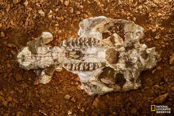 這一大片垃圾堆，竟藏滿了遠古寶藏